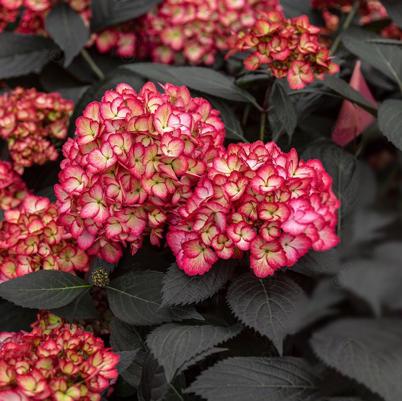 Bailmacseven Purple Leaf Big Leaf Hydrangea (Hydrangea macrophylla 'Bailmacseven' PP34544 Eclipse®)