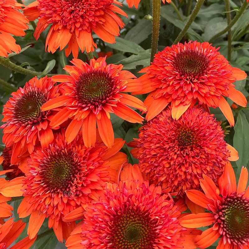 Moab Sunset Orange Coneflower (Echinacea 'Moab Sunset' PP33889)
