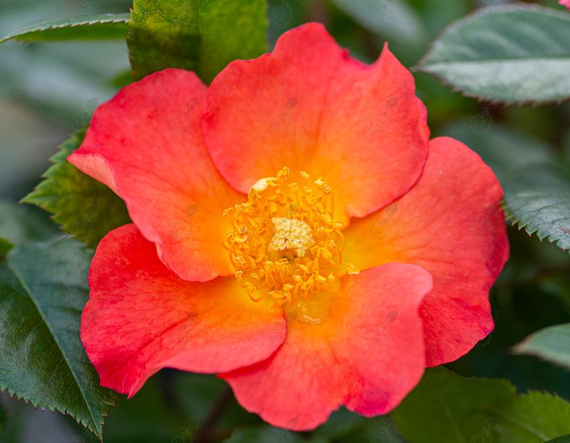 Orange Yellow Shrub Roses (Rosa Kolorscape® KORcracfir' PP30509 Firecracker™)