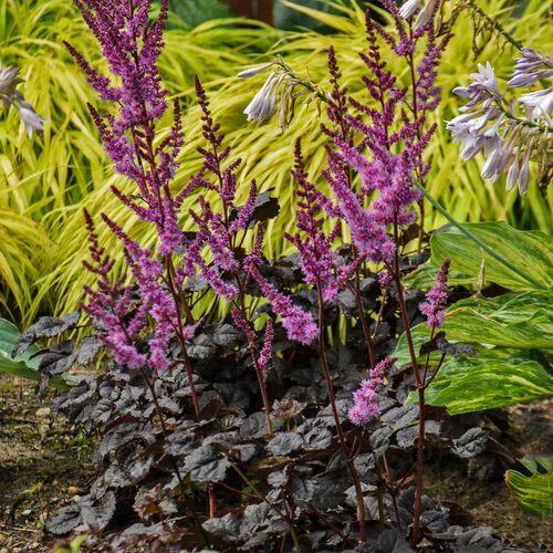 Dark Side Of The Moon False Goat's Beard (Astilbe x 'Dark Side of the Moon' PPAF)