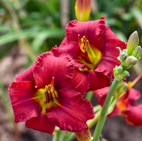 Blazing Returns Red Reblooming Daylily (Hemerocallis 'Blazing Returns')