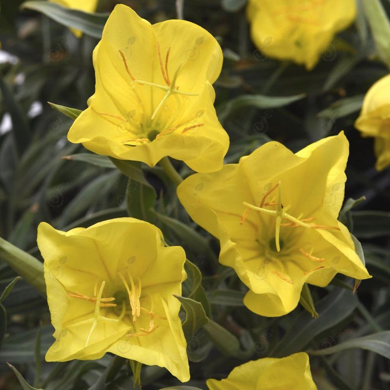 Evening Sun Evening Primrose (Oenothera missouriensis 'Evening Sun')
