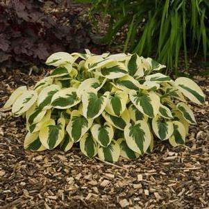 Brim Cup Hosta Plantain Lily (Hosta 'Brim Cup')