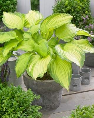Dancing Darling Hosta Plantain Lily (Hosta 'Dancing Darling')