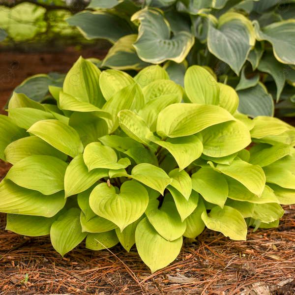 Fire Island Hosta Plantain Lily (Hosta 'Fire Island')