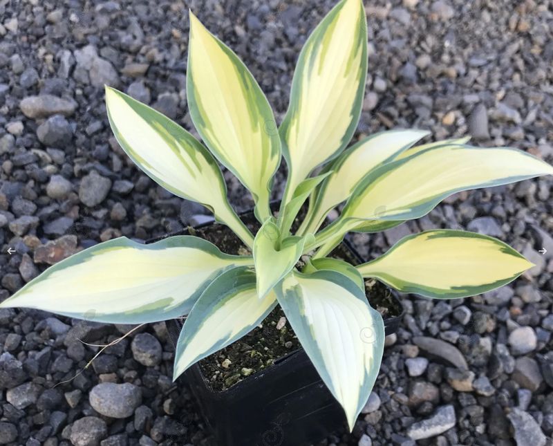 Moonstruck Hosta Plantain Lily (Hosta 'Moonstruck')