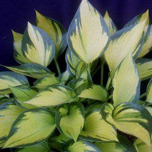 Orange Star Hosta Plantain Lily (Hosta 'Orange Star')