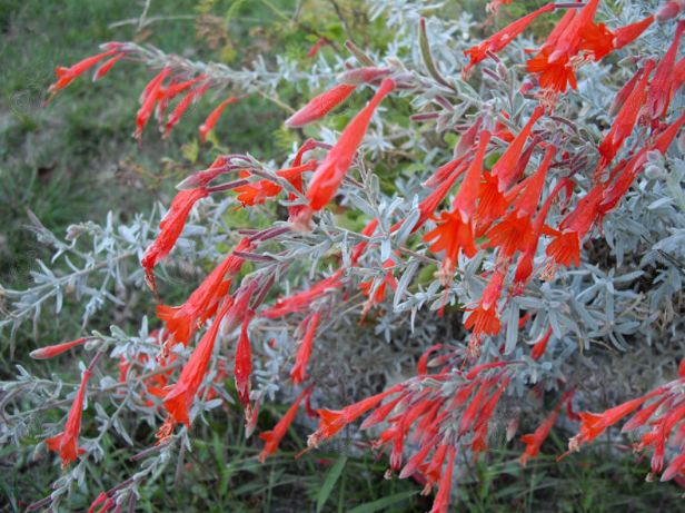 Stardust Orange Carpet Hummingbird Trumpet California Fuchsia Fire Chalice (Zauschneria californica 'Stardust')