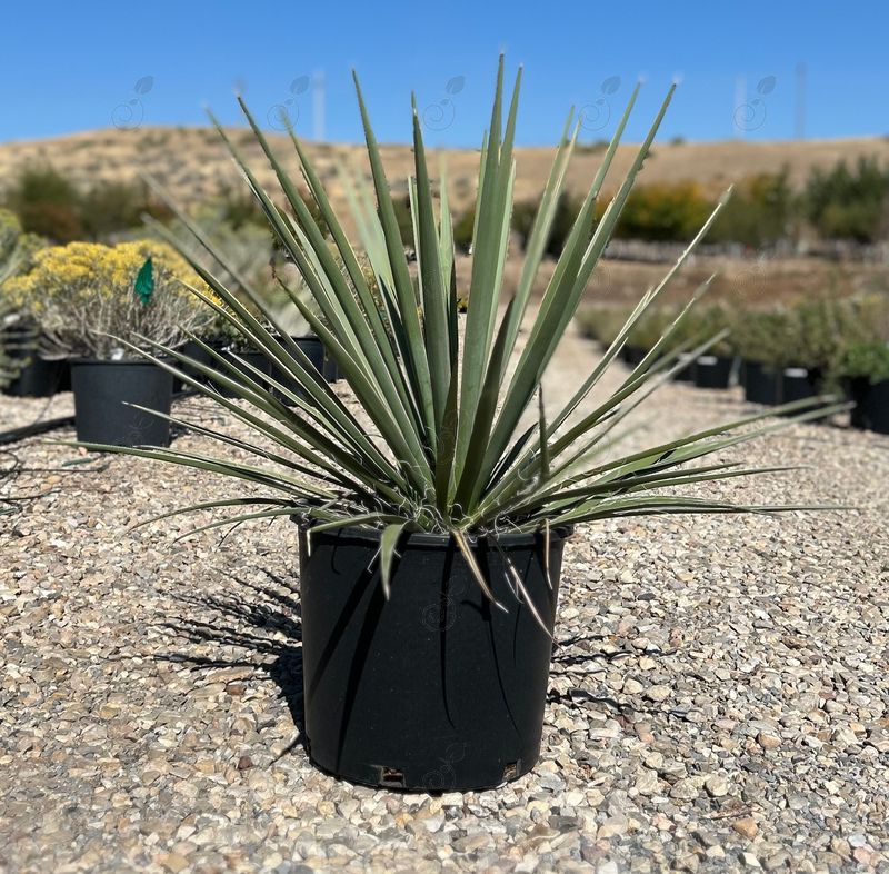 Yucca (Yucca species)