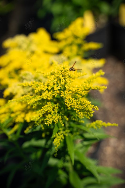 Spark Plug Goldenrod (Solidago 'Spark Plug')