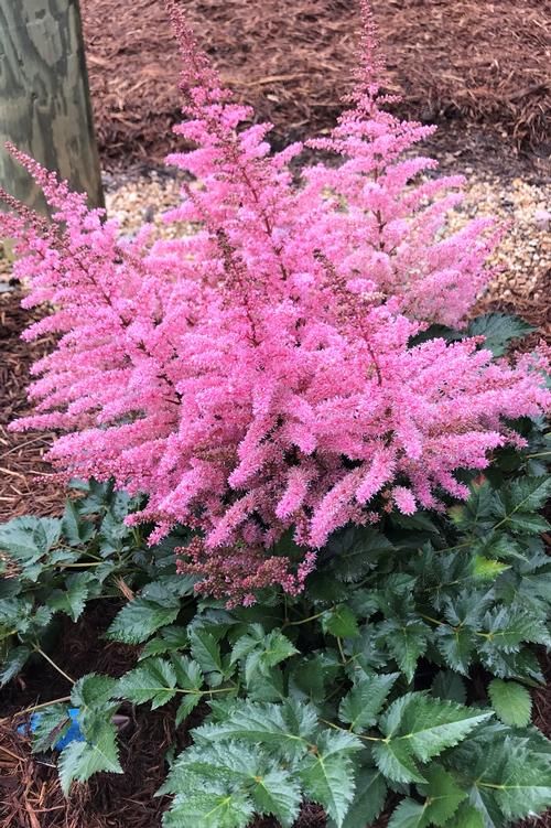 Razzle Dazzle® False Goat's Beard False Spirea (Astilbe x 'Razzle Dazzle®')