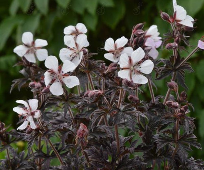 Midnight Ghost Hardy Geranium Cranesbill (Geranium pratense 'Midnight Ghost' PPAF)