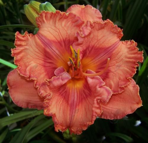 Perceptive Orange-Pink Daylily Rebloomer (Hemerocallis 'Perceptive')