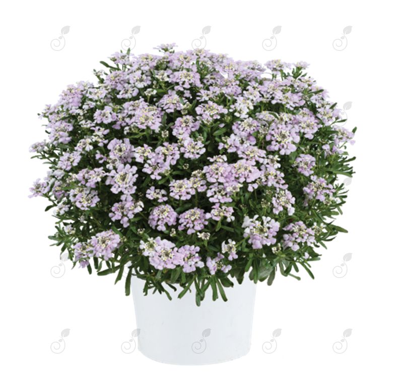 First Flush™ Lavender Candytuft (Iberis 'First Flush™ Lavender')