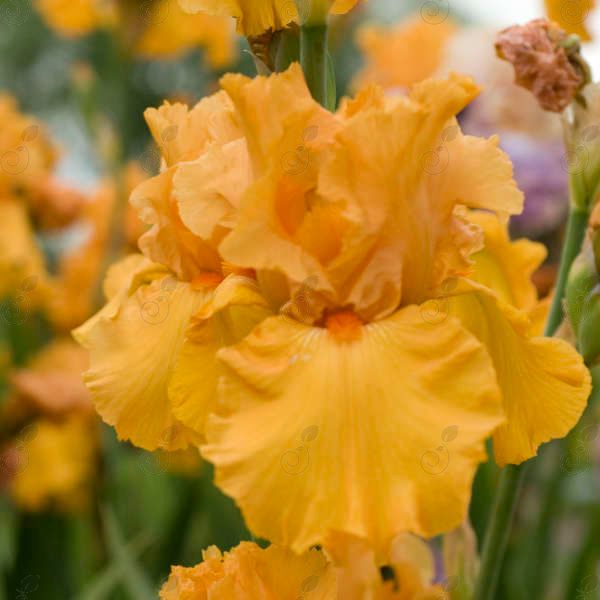 Savannah Sunset Yellow Bearded Iris (Iris germanica 'Savannah Sunset')