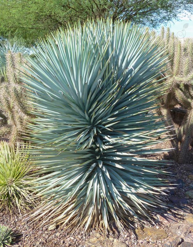 Blue Sentry Yucca (Yucca rigida 'Blue Sentry')