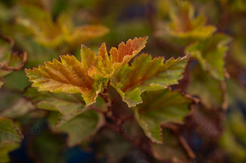 LP1 Ninebark (Physocarpus opulifolius 'LP1' PP34993 Savannah Sunset™)