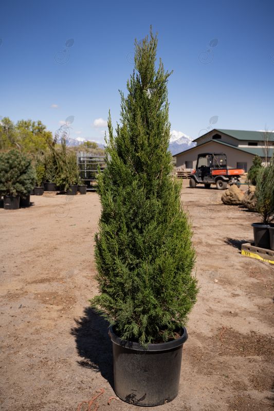 Emerald Feather Dwarf Upright Juniper (Juniperus virginiana 'Emerald Feather')