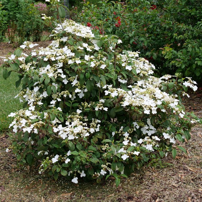 NCVP1 Doublefile Viburnum (Viburnum plicatum var. tomentosum 'NCVP1' PPAF Steady Eddy®)