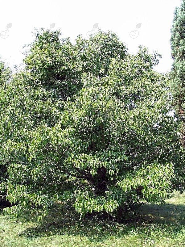 Hardy Rubber Tree (Eucommia ulmoides)