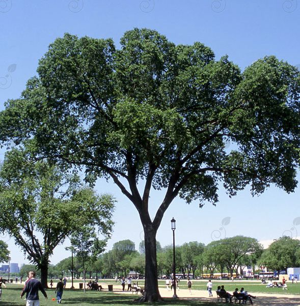 Jefferson American Elm (Ulmus americana 'Jefferson')