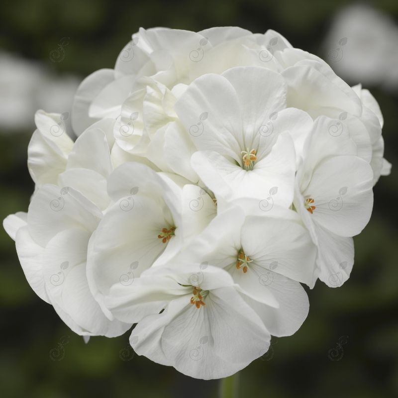 Annual Geranium (Geranium annual Pinto™ Premium White)