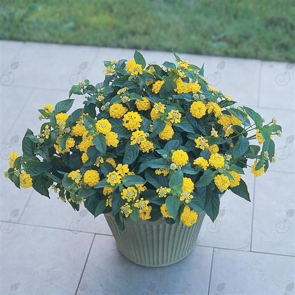 Landmark™ Yellow Lantana (Lantana 'Landmark™ Yellow')