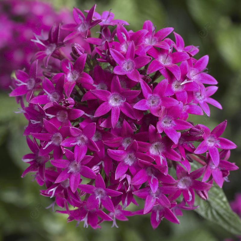 BeeBright™ Violet Pentas (Pentas 'BeeBright™ Violet')
