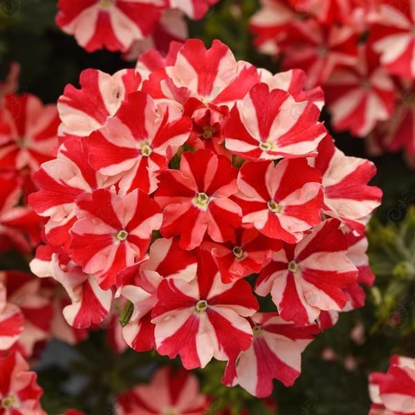 Firehouse™ Peppermint Verbena (Verbena 'Firehouse™ Peppermint')