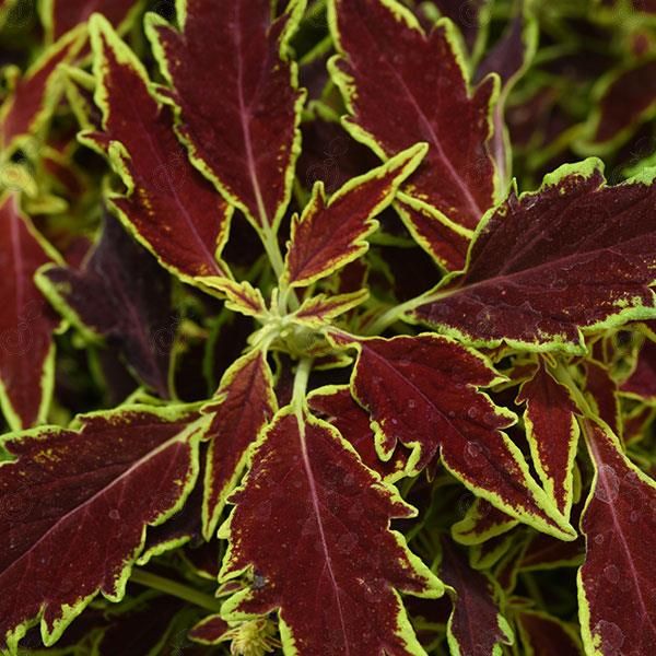 Serrano Coleus (Coleus FlameThrower™ 'Serrano' PP30970)