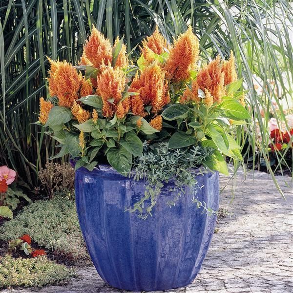 Orange Cock's Comb (Celosia Fresh Look 'Orange')