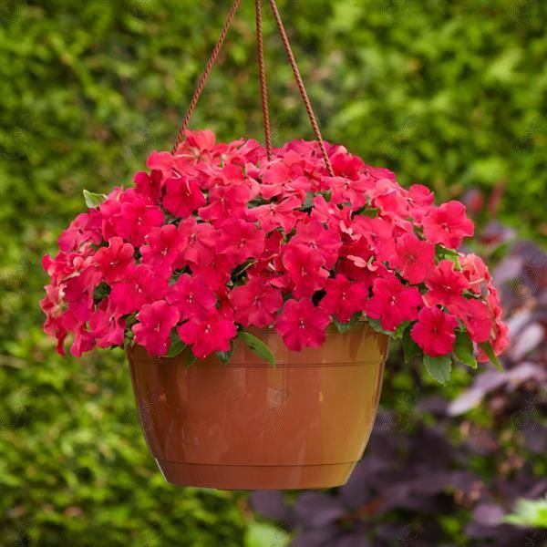 Beacon® Lipstick Impatiens (Impatiens walleriana 'Beacon® Lipstick')