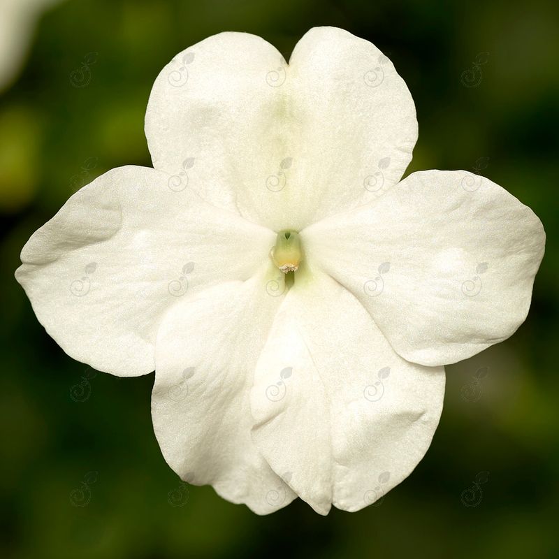 Imara XDR White Impatiens (Impatiens walleriana 'Imara XDR White')