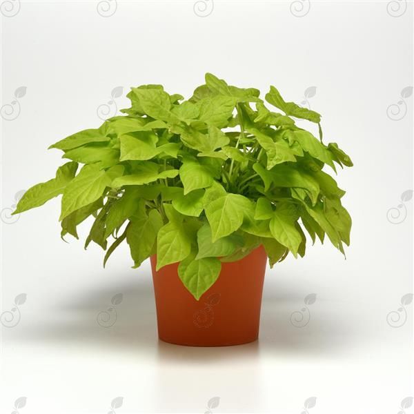 Spotlight™ Lime Heart Sweet Potato Vine (Ipomoea batatas 'Spotlight™ Lime Heart')