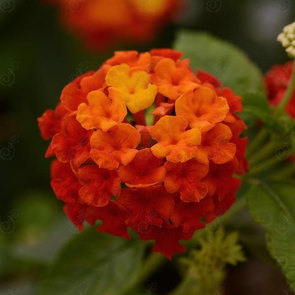 Lantana (Lantana Lucky™ Red)