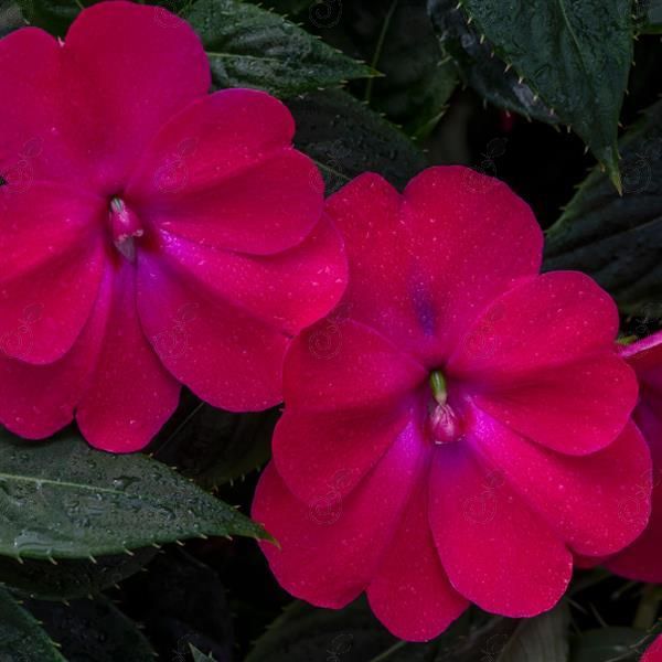 SunPatiens® Compact Rose Glow Sunpatiens (Impatiens hybrida 'SunPatiens® Compact Rose Glow')
