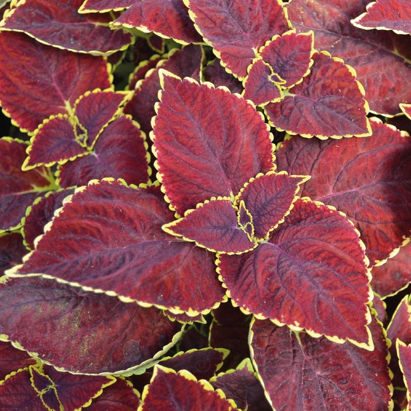 Main Street Broad Street Coleus (Coleus 'Main Street Broad Street')