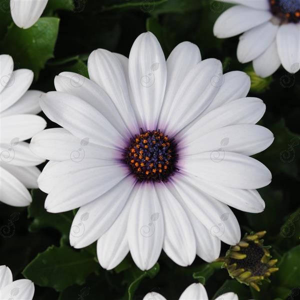Akila® White African Daisy (Osteospermum 'Akila® White')