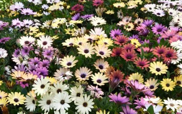 Akila® Grand Canyon Mix African Daisy (Osteospermum 'Akila® Grand Canyon Mix')
