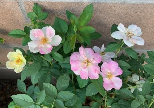 Radpastel Yellow White and Blush Roses (Rosa 'Radpastel' PP26675 Peach Lemonade®)