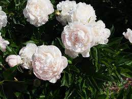 Nick Shaylor Double Blush Pink Peony (Paeonia 'Nick Shaylor')