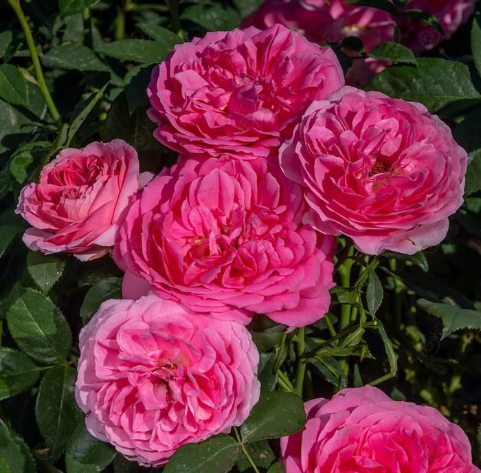 WEKamylcas Pink Grandiflora Roses (Rosa 'WEKamylcas' Miss Manners™ PPAF)
