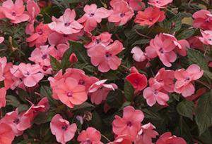 SunPatiens® Compact Coral Pink Sunpatiens (Impatiens hybrida 'SunPatiens® Compact Coral Pink')