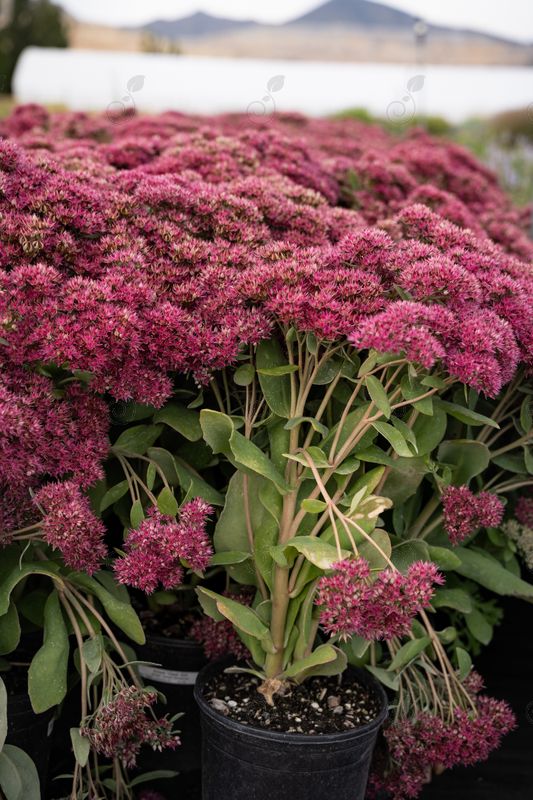 Class Act Upright Autumn Stonecrop (Sedum 'Class Act')