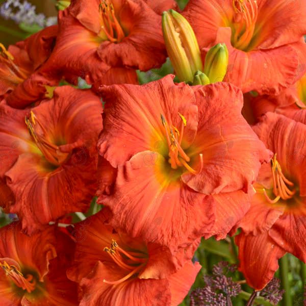 Desert Flame Red-Orange Daylily Midsummer Rebloomer (Hemerocallis 'Desert Flame')