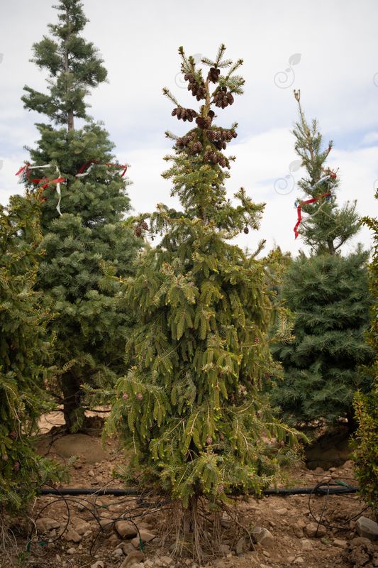 Berliners Weeper Serbian Spruce (Picea omorika 'Berliners Weeper')