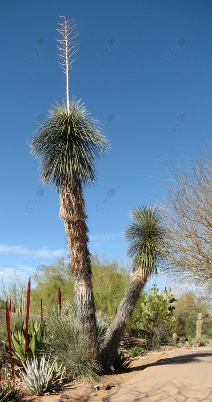 Soap Tree Yucca (Yucca elata)