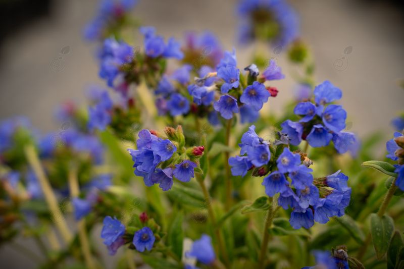 Cobalt Lungwort (Pulmonaria Nova® 'Cobalt')