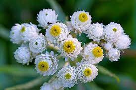 Pearly Everlasting (Anaphalis margaritacea)