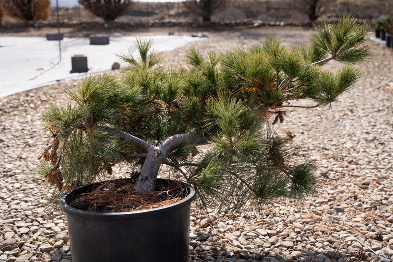 Ground Hugger Eastern White Pine (Pinus strobus 'Ground Hugger')